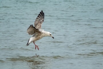 seagull lands in the sea