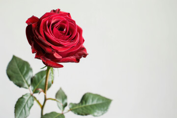 Naklejka premium close up horizontal image of a red rose in front of a white neutral background, copy space