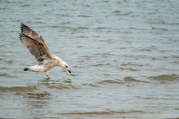 seagull lands in the sea