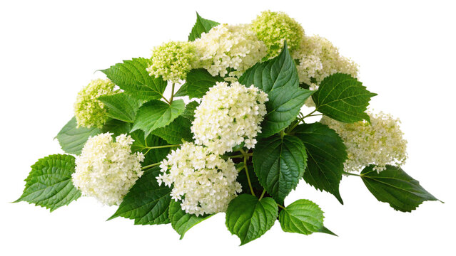 Creeping flowering plant Climbing hydrangea isolated on transparent background