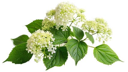 Creeping flowering plant Climbing hydrangea isolated on white or transparent background