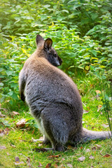 Kangaroo wallaby on a sunny green meadow	
