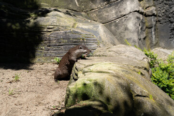Nutria