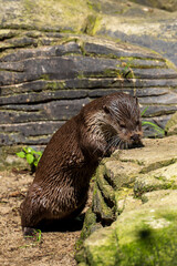 Nutria alimentandose fuera del agua