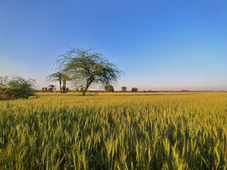 Wheat fields in full bloom in Pakistan.

Vital staple crop for food security. Wheat crop shows the...