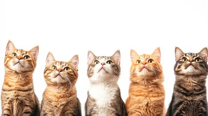 Five adorable cats with vivid expressions gaze upward against a clean white background, perfect for showcasing animal care, pet adoption campaigns, or as a playful element in marketing materials,