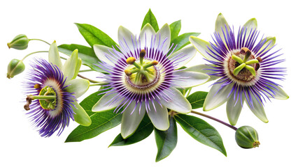 Creeping flowering plant Passion flowers isolated on transparent background