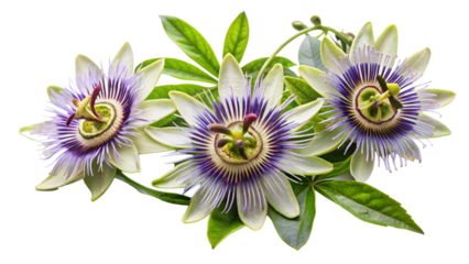 Creeping flowering plant Passion flowers isolated on white or transparent background