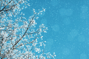 Winter background, snowy tree branches against blue colorful sky during the snowfall, snowy winter...