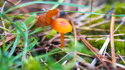 mushroom in the forest