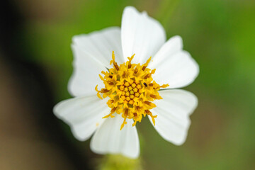 Obraz premium コシロノセンダングサ