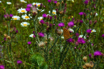 photographs of beautiful flower landscapes