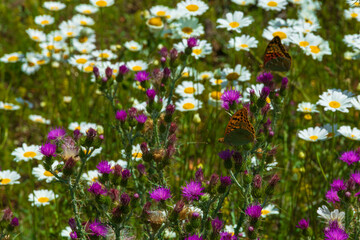 Obraz premium photographs of beautiful flower landscapes