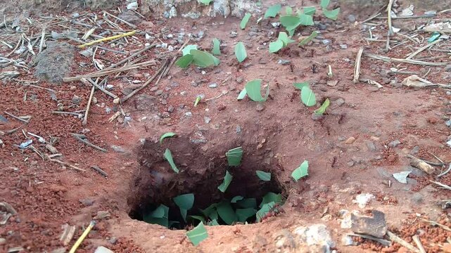 Leaf-cutter ants, Acromyrmex octospinosus, carrying leafs in an ant road