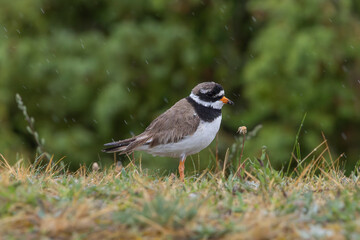 A common ringed plover