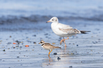 A rindged plover standing next to a young seagull
