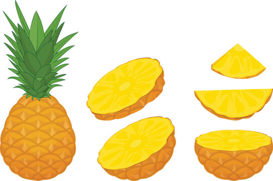 pineapple color slice vector illustration
