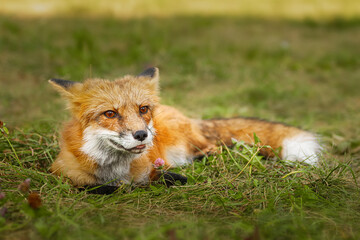 A close up of a Red Fox in the grass