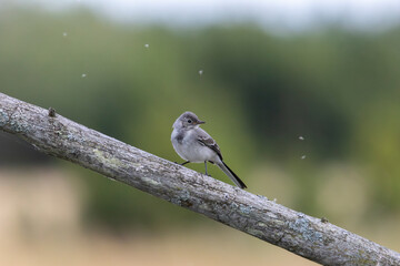 A young wagtail surrounded by flying insects