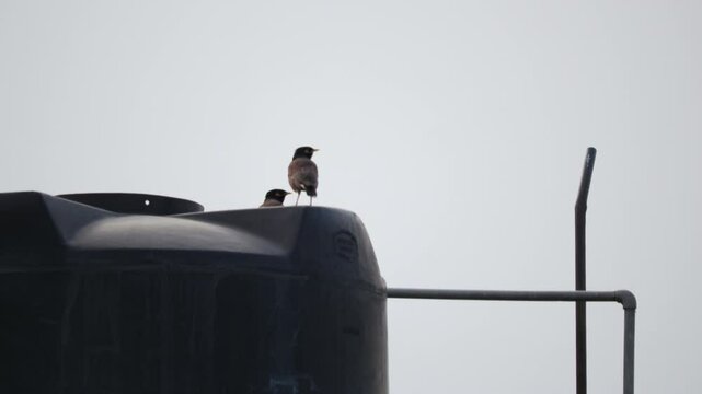 A pair of Common Myna birds sit on a water tank.