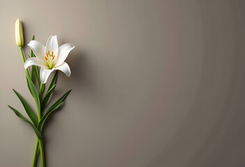 Fototapeta premium A graceful white lily in full bloom set against a neutral gray background, showcasing its pure petals and elegant form. Ideal for floral-themed projects and minimalist designs