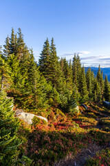Scenic View of Evergreen Forest in Hope, BC, Canada Under Clear Blue Skies