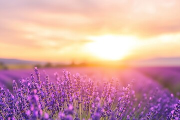 Fototapeta premium A tranquil lavender field at sunset, with golden light illuminating rows of purple flowers in a serene rural landscape