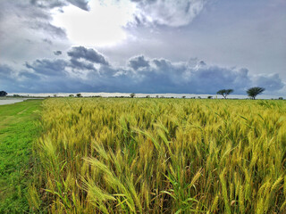 Vibrant agricultural plains fields landscapes of Pakistan.

These fertile plains of Indus River...