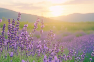 Fototapeta premium Lavender field at sunset with golden light illuminating serene purple flowers in a tranquil rural landscape