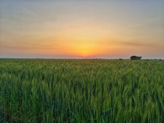 Wheat fields in full bloom in Pakistan.

Vital staple crop for food security. Wheat crop shows the peak of agricultural growth, symbolizing sustenance, nourishment, and rural prosperity in Pakistan.
