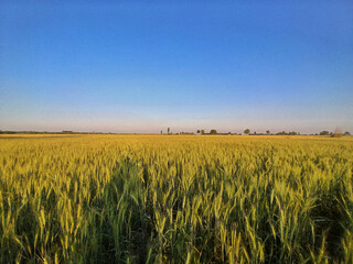 Wheat fields in full bloom in Pakistan.

Vital staple crop for food security. Wheat crop shows the...