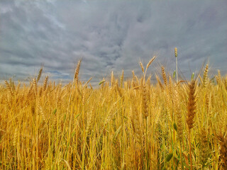 Wheat fields in full bloom in Pakistan.

Vital staple crop for food security. Wheat crop shows the...