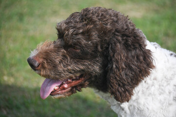 lagotto beautiful dog