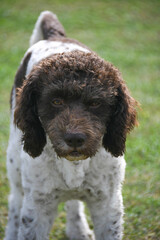 lagotto beautiful dog