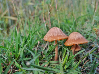 Mushrooms sprouting in Pakistan's diverse ecosystems, ranging from forests to farmlands. These fungi play an essential role in decomposition and nutrient cycling within the ecosystem