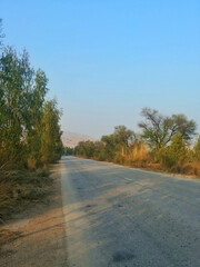 Practice of planting non-native eucalyptus trees lining roadsides, forests in Pakistan. Rapid growth, these trees change landscape offer greenery along highways, urban areas.