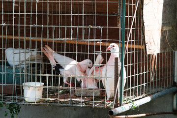 Pigeons inside the bird cage.