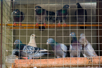Pigeons inside the bird cage.