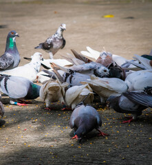 A flock of pigeons eating corn.