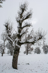 Fototapeta premium Winter snow mountain cabin panorama. Winter mountain snow forest tree. landscape mountain snow. Winter and cold Winter forest in Algeria, Jijel North Africa, snow covered trees and cold weather. Arabs