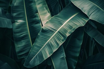 Immerse yourself in vibrant green banana leaves, creating a serene backdrop for relaxation and inspiration