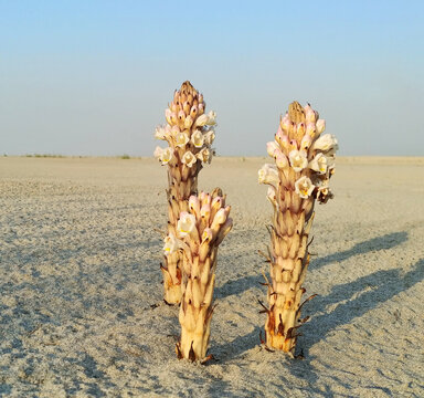 Cistanche tubulosa known as Desert Hyacinth or Yellow Broomrape thrives in arid environments, parasitic plant valued for its medicinal uses, adds biodiversity to Pakistan arid habiats