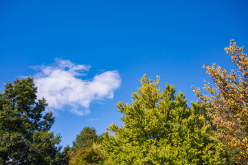 Obraz premium 秋の青空と山の木々