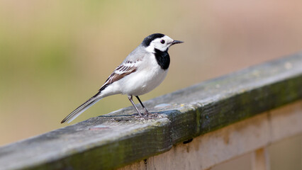 black headed gull