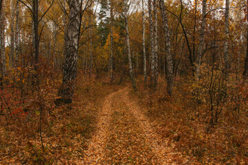 Road in the autumn forest