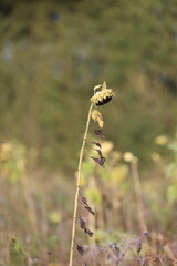 Sunflowers in autumn, exhausted