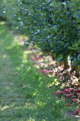Apple garden, apple plantation, apples fell not far from the apple tree