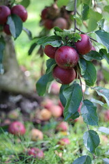 Apple garden, apple plantation, apples fell not far from the apple tree