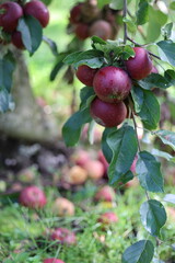 Apple garden, apple plantation, apples fell not far from the apple tree