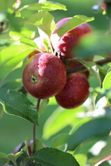 Red juicy apples on the sun with drops of water after the rain 